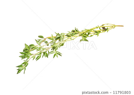 Thyme Thyme 11791803