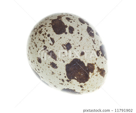 Quail eggs isolated on white 11791902