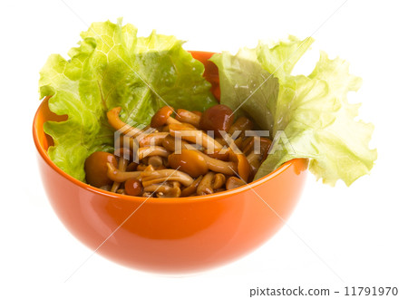 agaric honey at plate agaric honey at plate 11791970