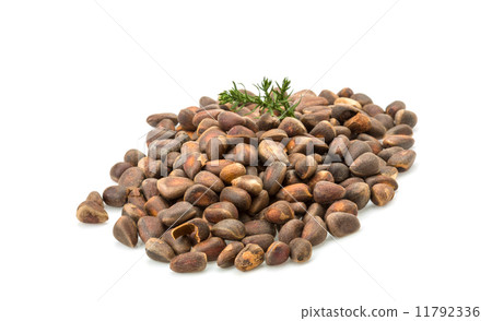 Cedar nut heap Cedar nut heap 11792336