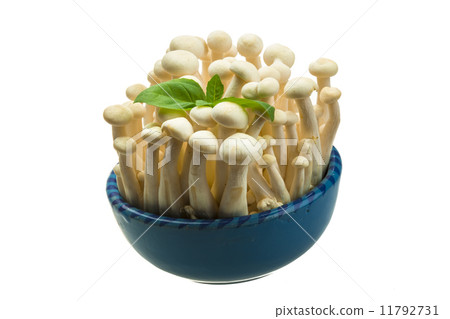 Japan mushroom Shimeji 11792731