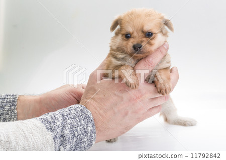 Chihuahua puppy Chihuahua puppy 11792842
