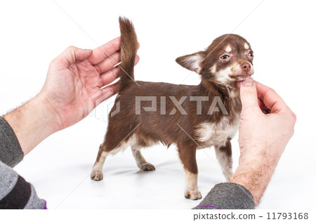 Funny puppy Chihuahua poses on a white background 11793168