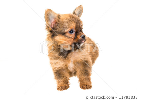 Chihuahua puppy 11793835