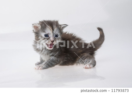 Maine Coon Cat 11793873