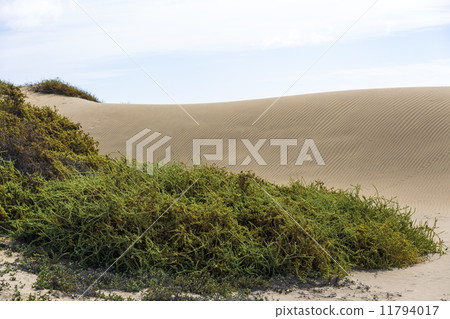 Maspalomas Duna - Desert in Canary island Gran Canaria 11794017