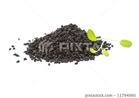 Nigella Nigella 11794060