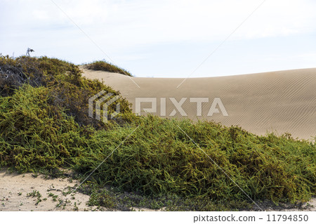 Maspalomas Duna - Desert in Canary island Gran Canaria Maspalomas Duna - Desert in Canary island Gran Canaria 11794850
