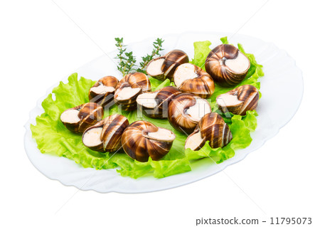 Escargot Escargot 11795073