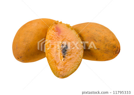 Sapodilla 11795333