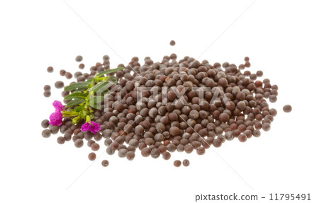 Black mustard seeds 11795491