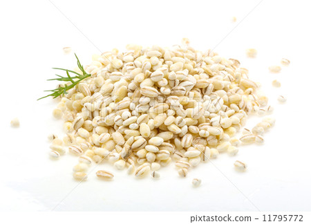 Pearl barley Pearl barley 11795772