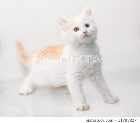 Maine Coon Cat Maine Coon Cat 11795827