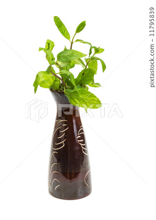 Peppermint 11795839