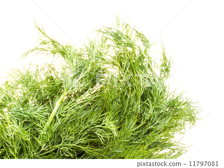 Fresh branches of green dill isolated on white background. 11797081