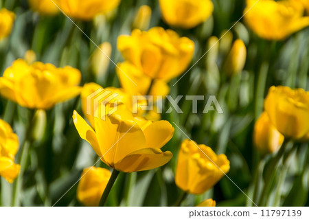 yellow tulips yellow tulips 11797139