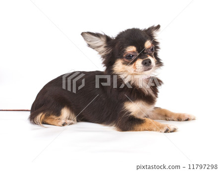 Funny puppy Chihuahua poses on a white background Funny puppy Chihuahua poses on a white background 11797298