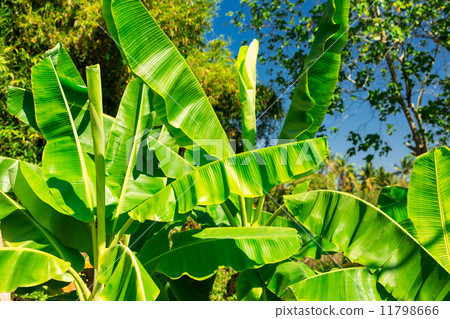 Banana tree 11798666