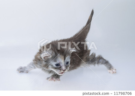 Maine Coon Cat Maine Coon Cat 11798706