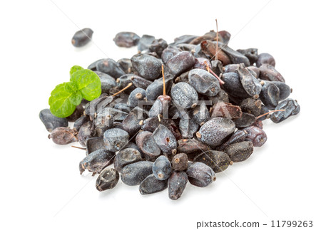 Dry Berberis 11799263