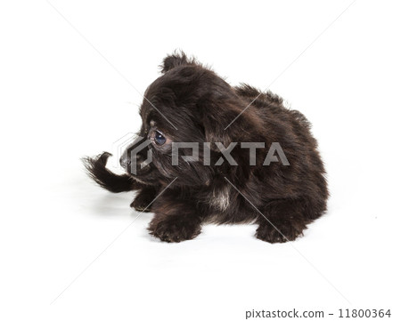Puppy yorkshire terrier on the white background 11800364
