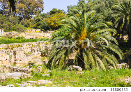 Old Carthage ruins 11800383