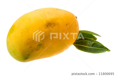 Yellow bright mango 11800695
