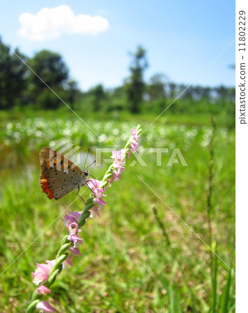 Benish梯子和螺絲燃燒器 Benish梯子和螺絲燃燒器 11802229