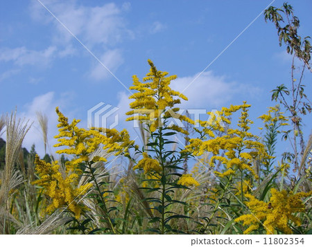 Seita Kawadachi母豬和藍天 11802354