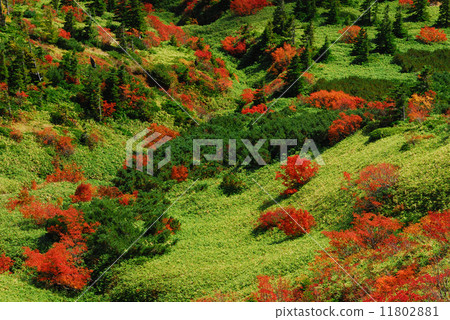 Autumn leaves of Shibanegi 11802881