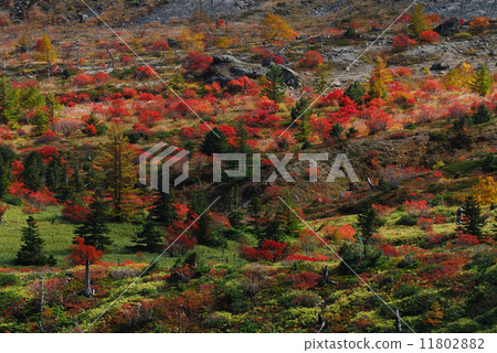 Autumn leaves of Shibanegi Autumn leaves of Shibanegi 11802882
