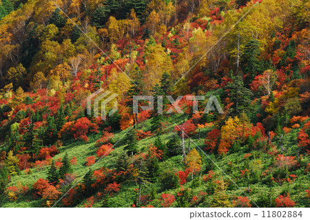 Autumn leaves of Shibanegi Autumn leaves of Shibanegi 11802884