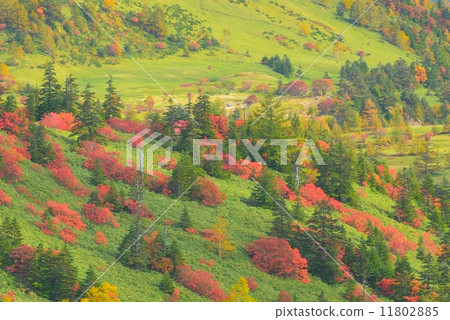 Autumn leaves of Shibanegi Autumn leaves of Shibanegi 11802885