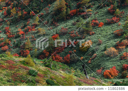 Autumn leaves of Shibanegi 11802886