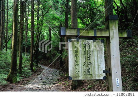 Hakone Old Road 11802891