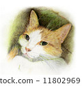 Brown white cat 11802969
