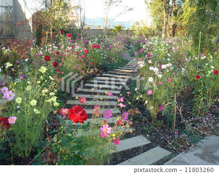 Autumn Yokohama English Garden with roses and cosmos bloom 11803260