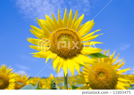 sunflower sunflower 11803475