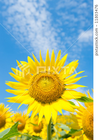 sunflower sunflower 11803476