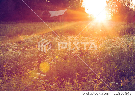 Meadow landscape at sunset Meadow landscape at sunset 11803843