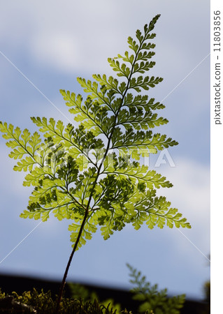 Leaves of ferns shining blue sky 11803856