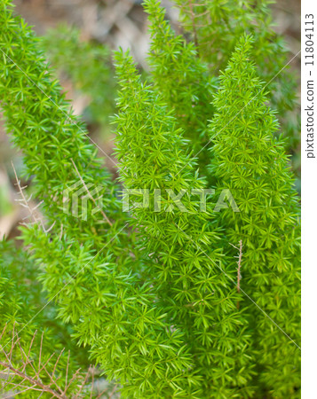 foxtail fern foxtail fern 11804113