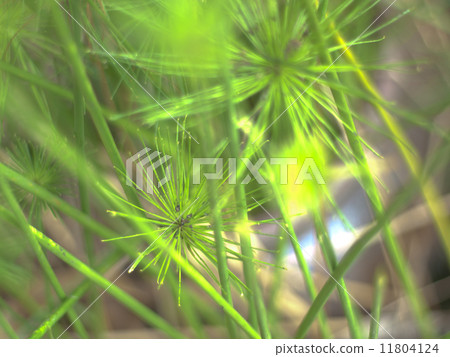 blur waterplant background 11804124