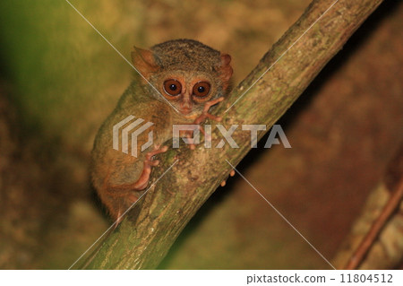 Sulawesi glasses 11804512