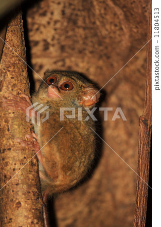 Sulawesi glasses 11804513