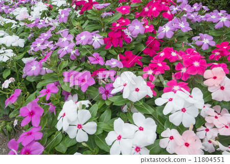 Nichinichiso 11804551