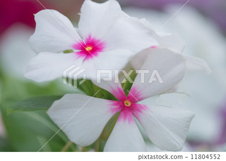 長春花 11804552