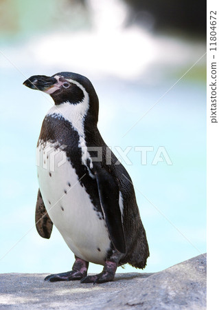 humboldt penguin 11804672