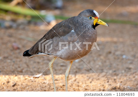 african wattled plover african wattled plover 11804693