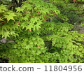 Fresh green maple 11804956